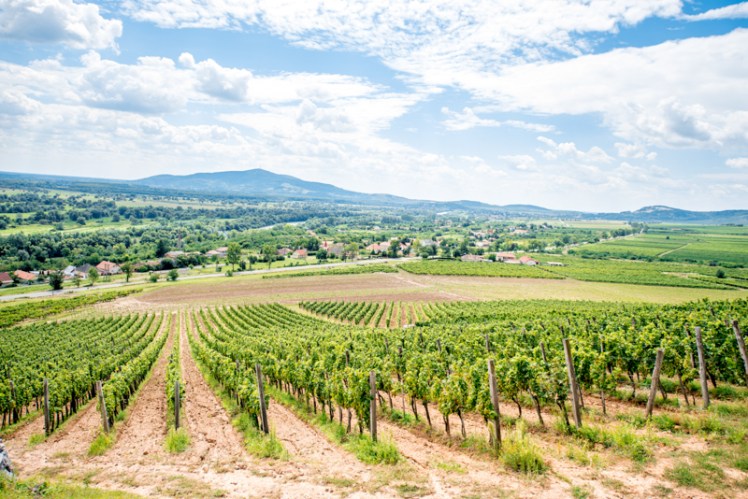 tokaj blog-72