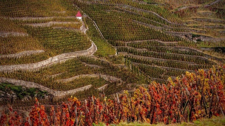 rhone-cote-rotie-vineyard-768x432