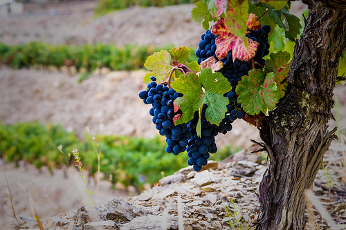 8051025258_cf3068f731