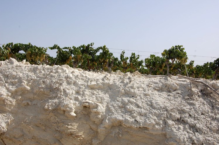 albariza-vineyards-sherry-wines-jerez-paladarytomar