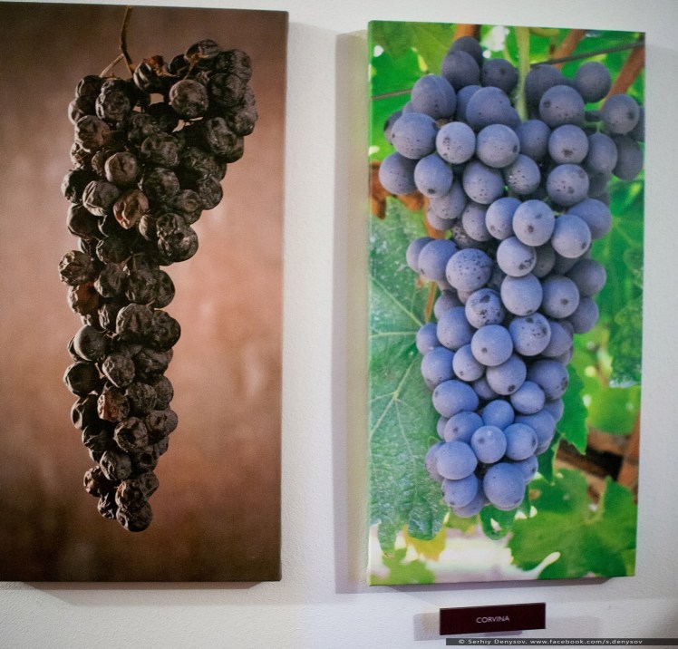 2016_09_wtrophy-8924