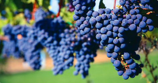 nebbiolo clusters