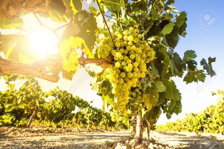 44287726-White-wine-grapes-in-vineyard-on-a-sunny-day-Stock-Photo
