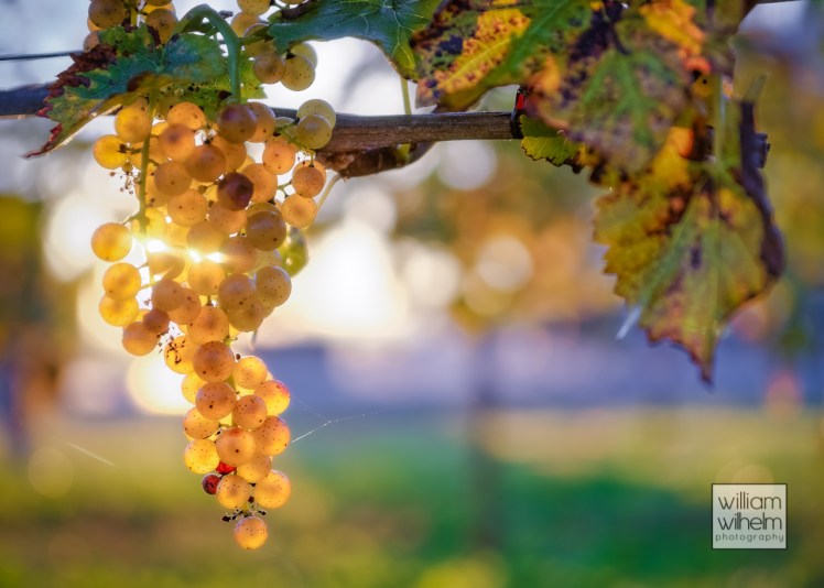 crow-farm-vineyard-2