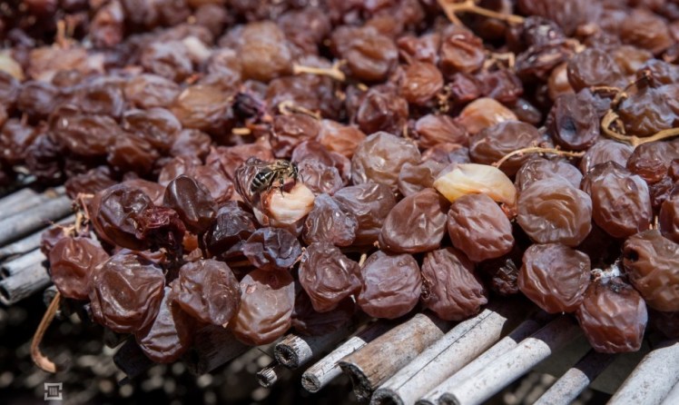 Firriato_Winery_Guarini_Zibibbo_DSC8053-Edit-Large-964x576