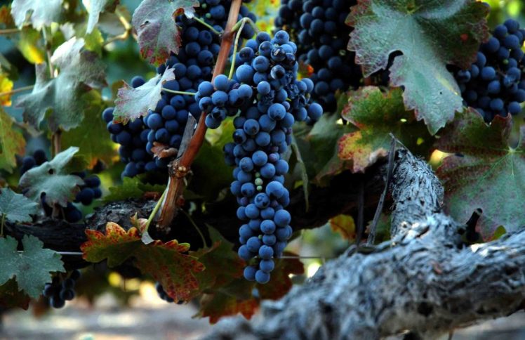 Grape_of_old_vine_shiraz