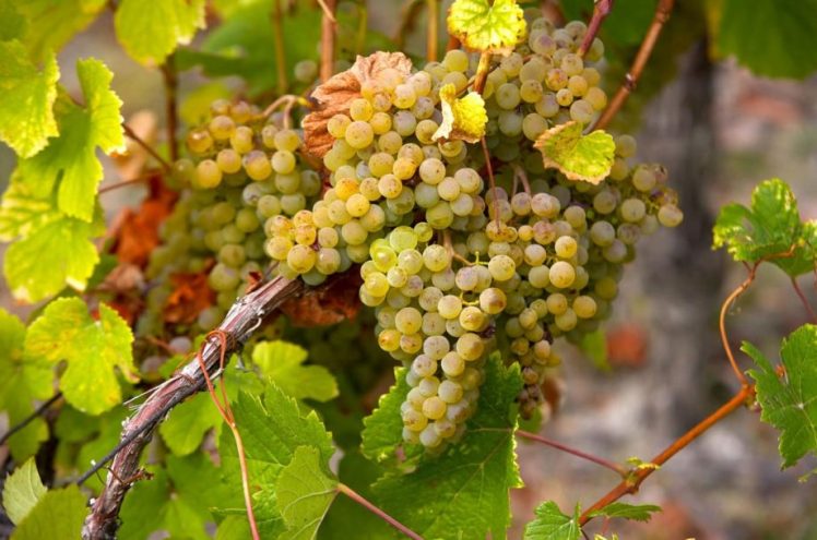 savagnin-grapes-min-920x609