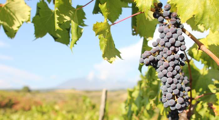 blog_Nerello-Mascalese